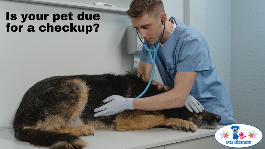 Pawsome Convenience Unleashing the Benefits of Veterinarians at Your