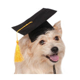 Black Graduation Hat-Costumes-Rubies-M-L-PetPhenom