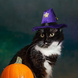 Costumes for Cats and Small Dogs - Choice of Birthday Hat, Christmas, Leprechaun, Lion Mane, Sailor, Santa, or Wizard Hat-NAMSAN Store - B07GZPBF19-Birthday Hat-PetPhenom