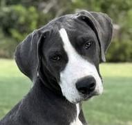 Help Clover find a forever home!