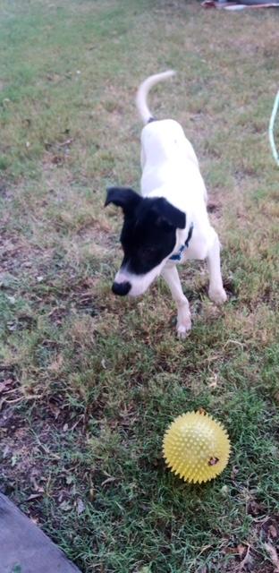 Help Way-lon find a forever home!