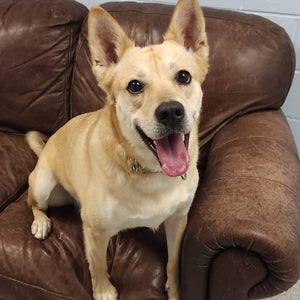 Taz - Mixed Breed  Marshfield, WI