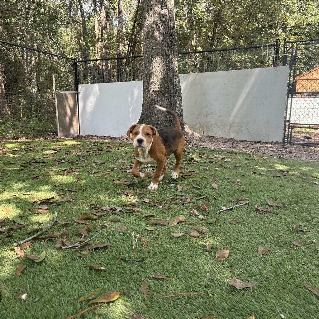 Help Copper find a forever home!