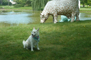 Midwest Pet Event: Dog Days at Lynden Sculpture Garden