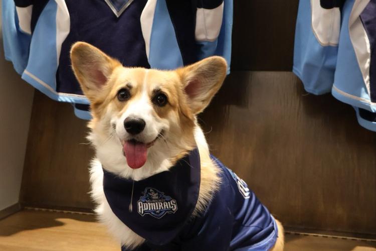 Midwest Pet Event: Sendik's Dog Days with the Milwaukee Admirals