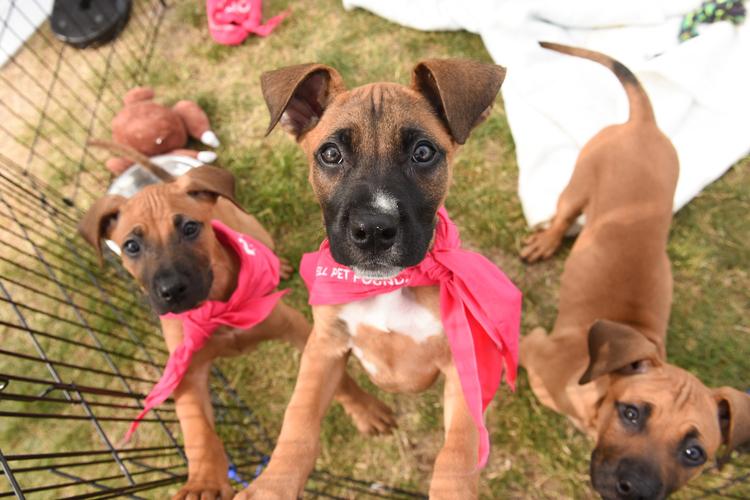 Midwest Pet Event: BISSELL Blocktail Party