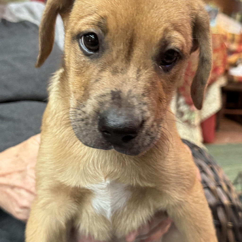 Help Hans find a forever home!