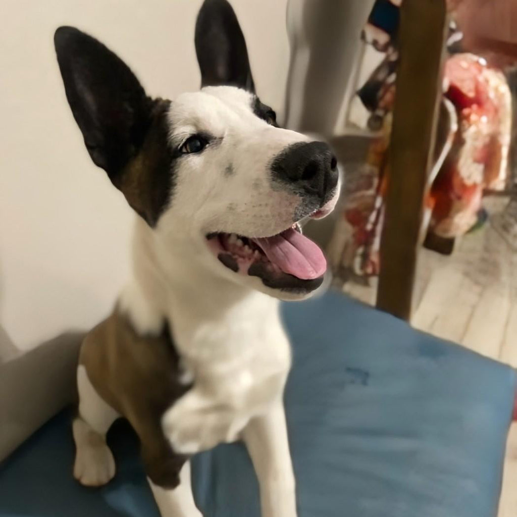 Help Rascal find a forever home!