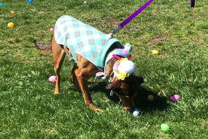 Midwest Pet Event: Hugs for Hounds Doggie Easter Egg Hunt
