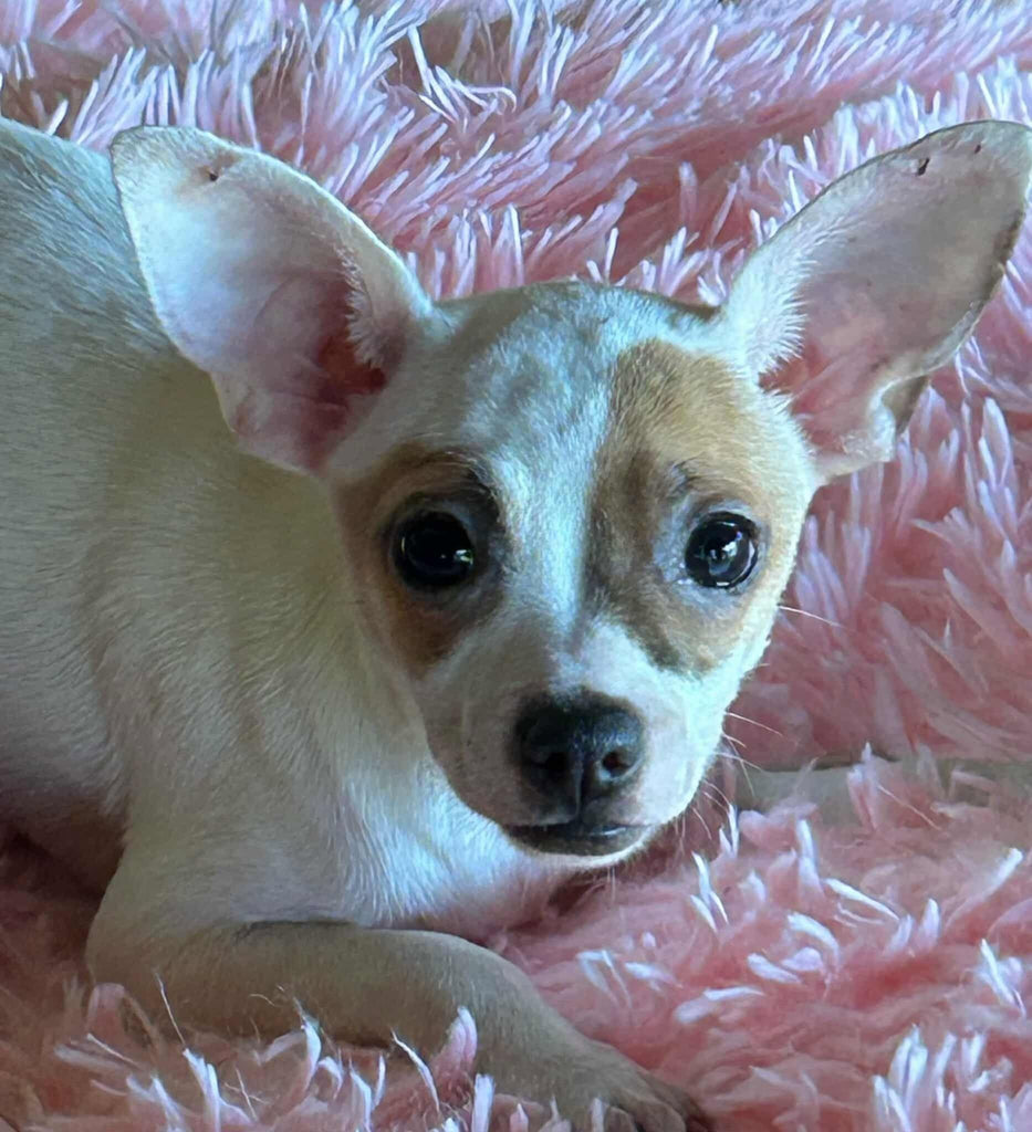 Help Blanca find a forever home!