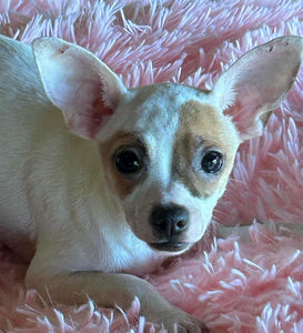 Help Blanca find a forever home!