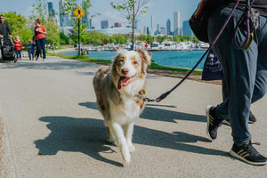 Midwest Pet Event: Anti-Cruelty’s Annual BARK