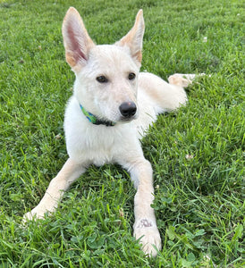Help Woody find a forever home!