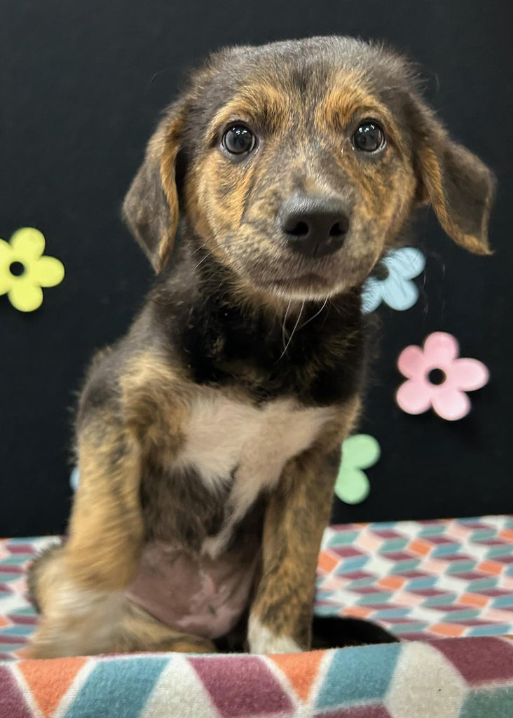Help Cady find a forever home!