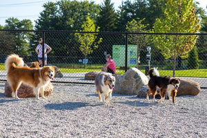 Midwest Pet Event: Cardinal Bark Park for Bark-In in the 'Burg