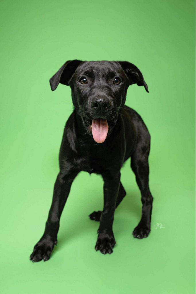 Help Raven find a forever home!