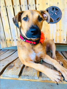Help London find a forever home!