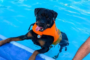 Midwest Pet Event: Annual Doggie Dip