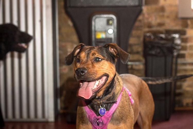 Midwest Pet Event: Doggy Days at The SoFo Tap