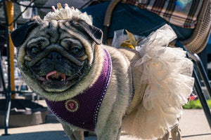 Midwest Pet Event: Fall Pug Party Chicago