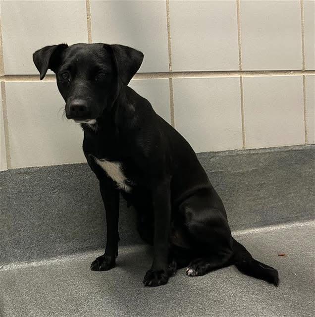 Help Pepper find a forever home!