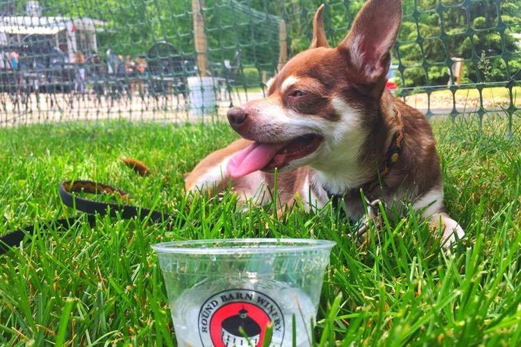 Midwest Pet Event: Wine & Wags