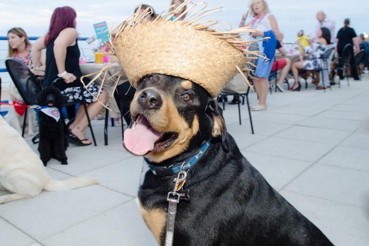 Midwest Pet Event: Beach Party