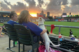 Midwest Pet Event: Dog Days of Summer at Iowa Cubs