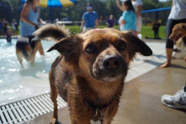 Midwest Pet Event: Doggy Dip