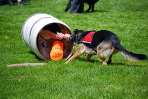 Midwest Pet Event: Canine Carnival