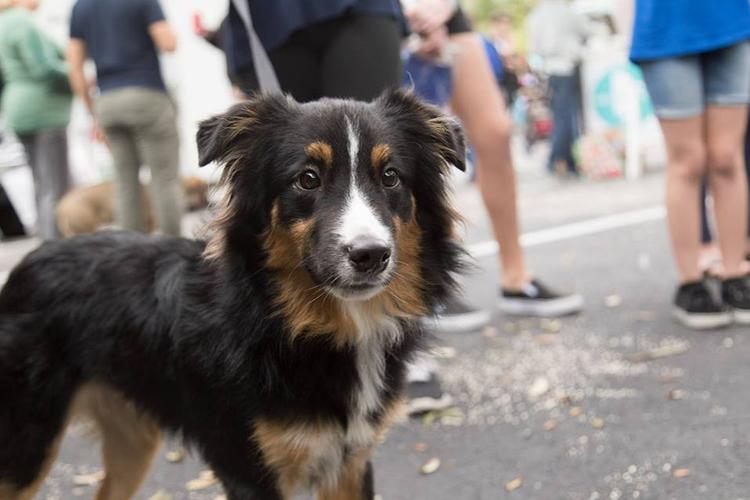Midwest Pet Event: Pet Walk Festival