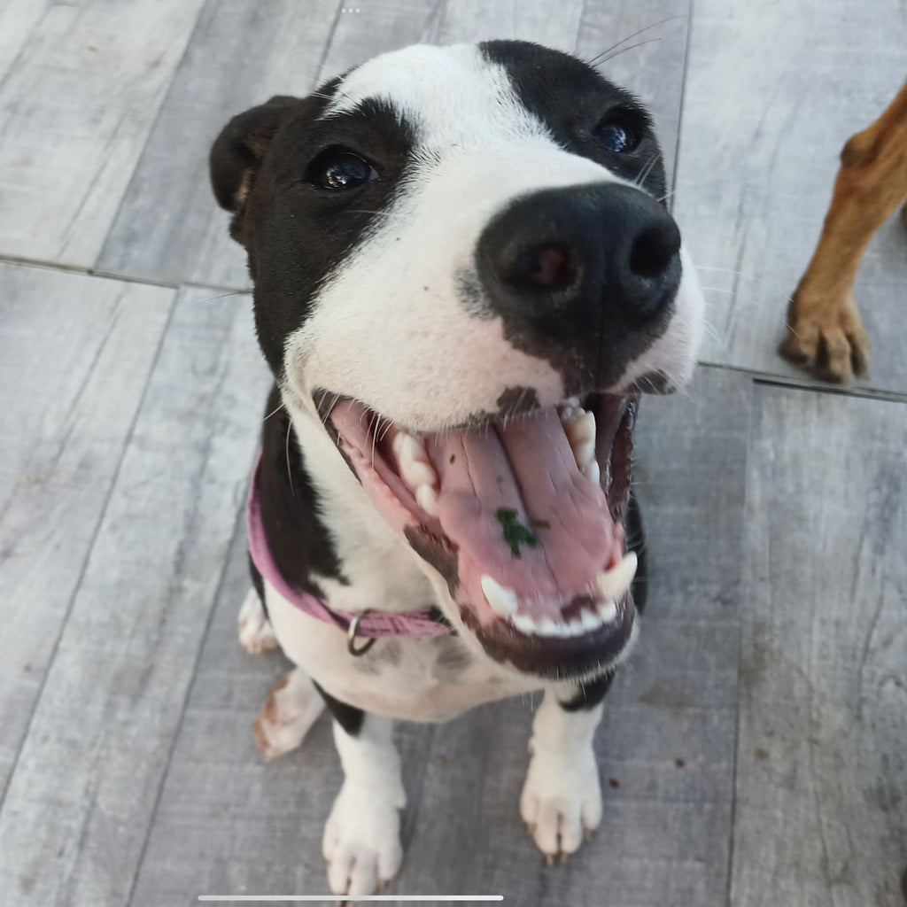 Help Freckles find a forever home!