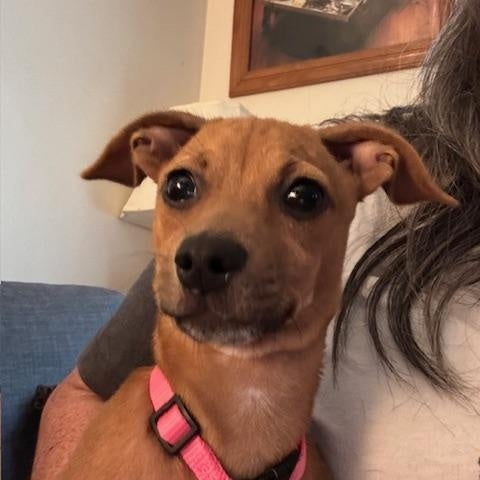 Help Lucy find a forever home!