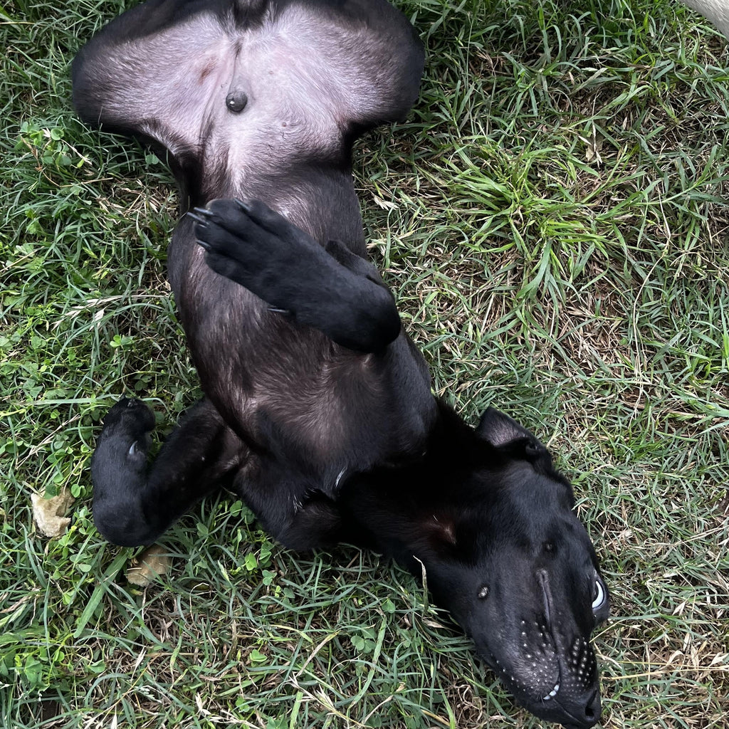 Help Poe find a forever home!