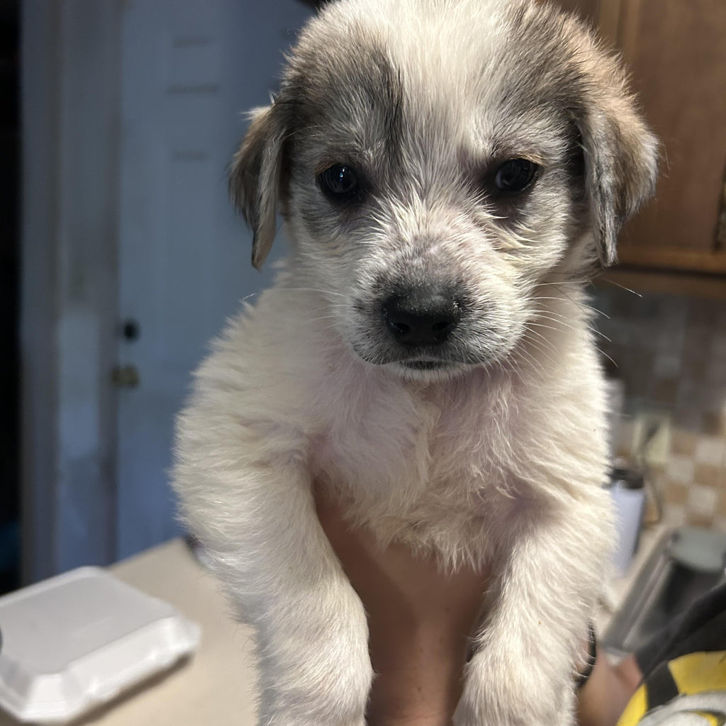 Help Zephyr find a forever home!