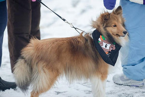 Midwest Pet Event: Festival Foods Turkey Trot Appleton