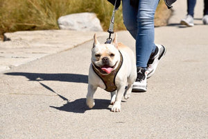 Midwest Pet Event: Dog Admission Day at Morton Arboretum