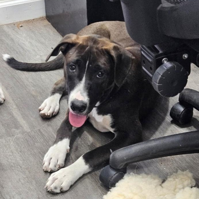 Help Luna Luz find a forever home!
