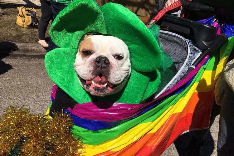 Midwest Pet Event: Northwest Side Irish Parade