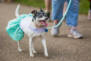 Midwest Pet Event: Walk for Animals