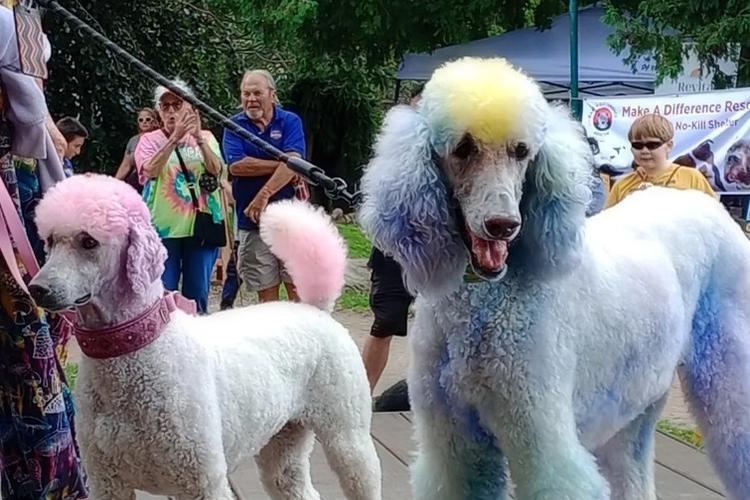 Midwest Pet Event: Canterbury Village Dog Weekend