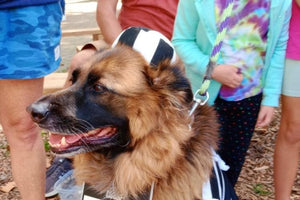 Midwest Pet Event: Canterbury Fall Festival