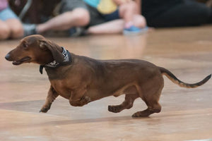 Midwest Pet Event: Frankenmuth Oktoberfest Wiener Dog Race