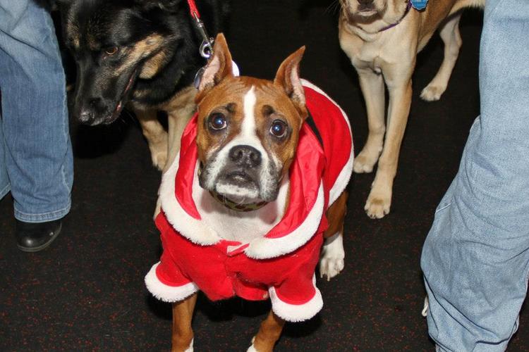 Midwest Pet Event: Santa Paws