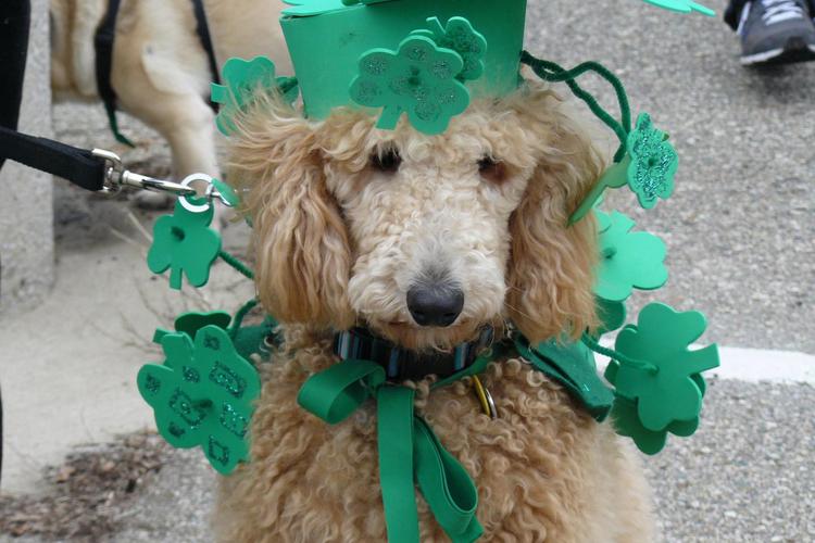 Midwest Pet Event: Annual Erin-Go-Bark Parade