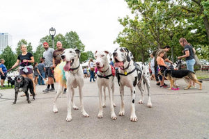 Midwest Pet Event: Fromm Petfest Pop-Up