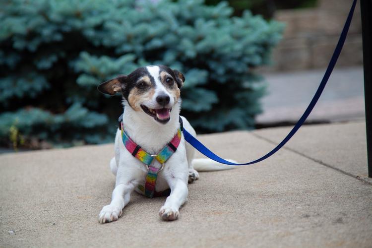 Midwest Pet Event: Mission Paw-looza