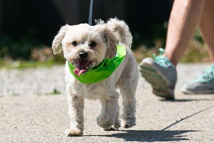 Midwest Pet Event: Pet Walk Ozaukee