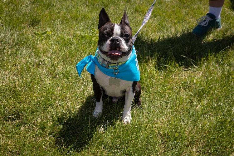 Midwest Pet Event: Pet Walk Racine-Kenosha