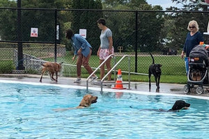 Midwest Pet Event: Dog Gone Pool Party